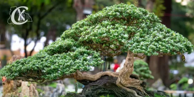 Wystawa Bonsai z prelekcją
